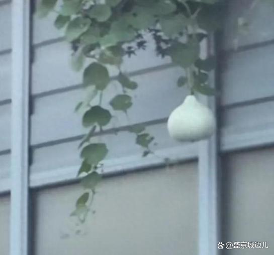 智云理财 摘沈阳网红葫芦男子遭人肉波及酒店 私心引发网络热议
