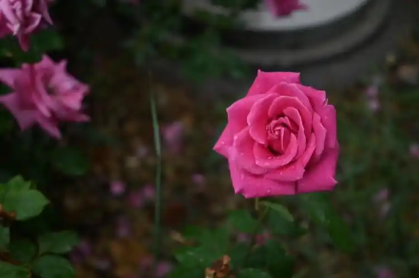 园十州 退休后，人老了，千万不要做这几件糊涂事，以免晚年后悔